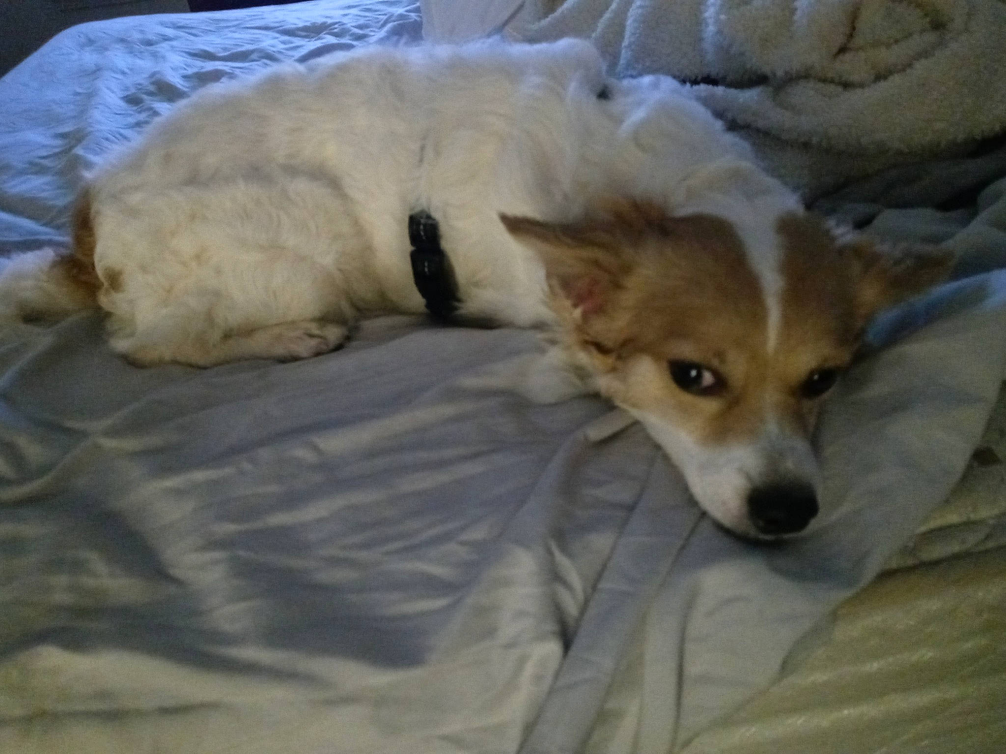 Poo is registered to the contest to win money with this photo: canidae, carnivore, comfort, companion_dog, dog, dog_breed, fawn, fur, snout, sporting_group, tail, terrestrial_animal, whiskers, working_animal