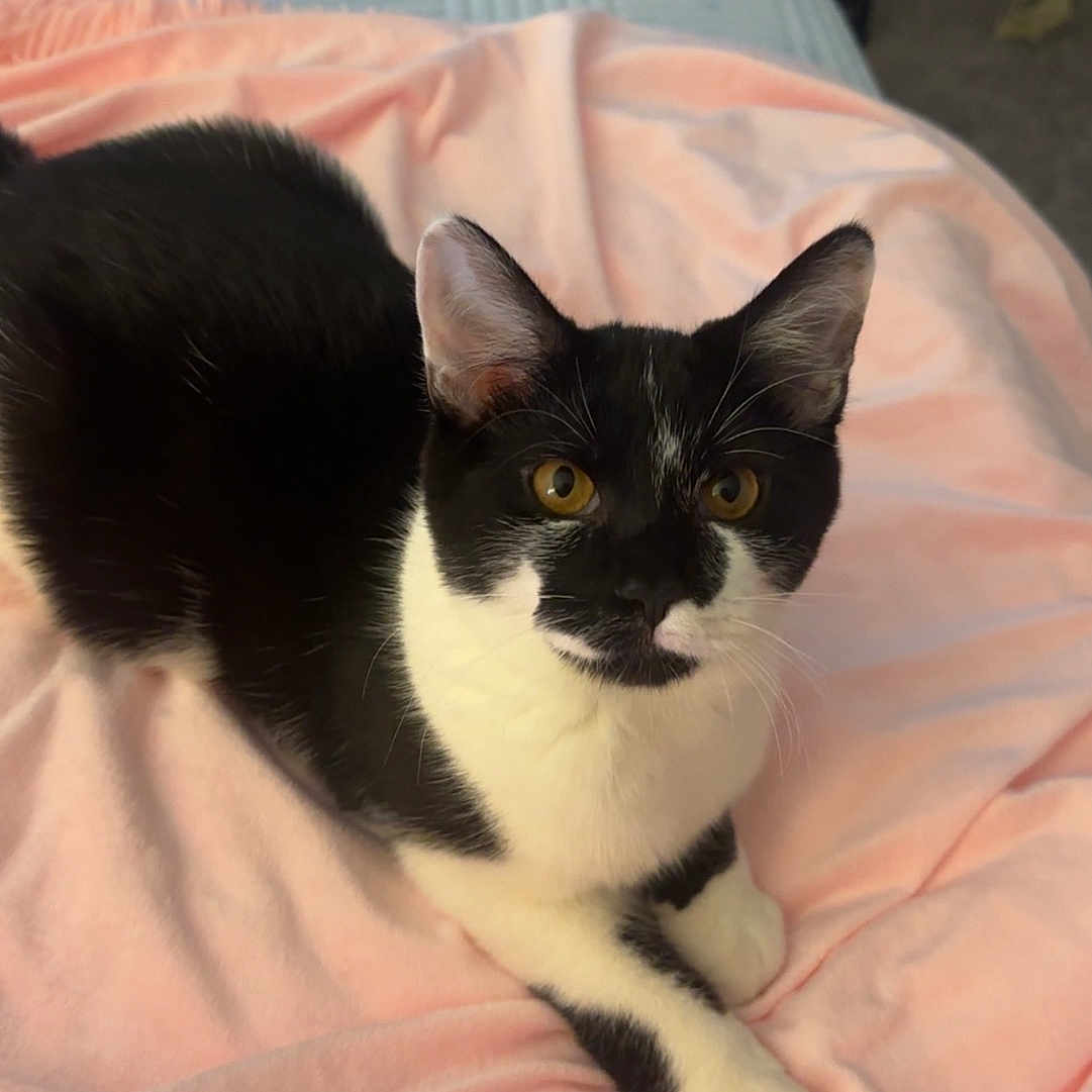 Milo joined the competition — help win amazing prizes! abyssinian, animal, bed, bedroom, blanket, cat, chair, couch, cushion, furniture, homedecor, indoors, kitten, manx, pet, plywood, quilt, room, siamese, wood