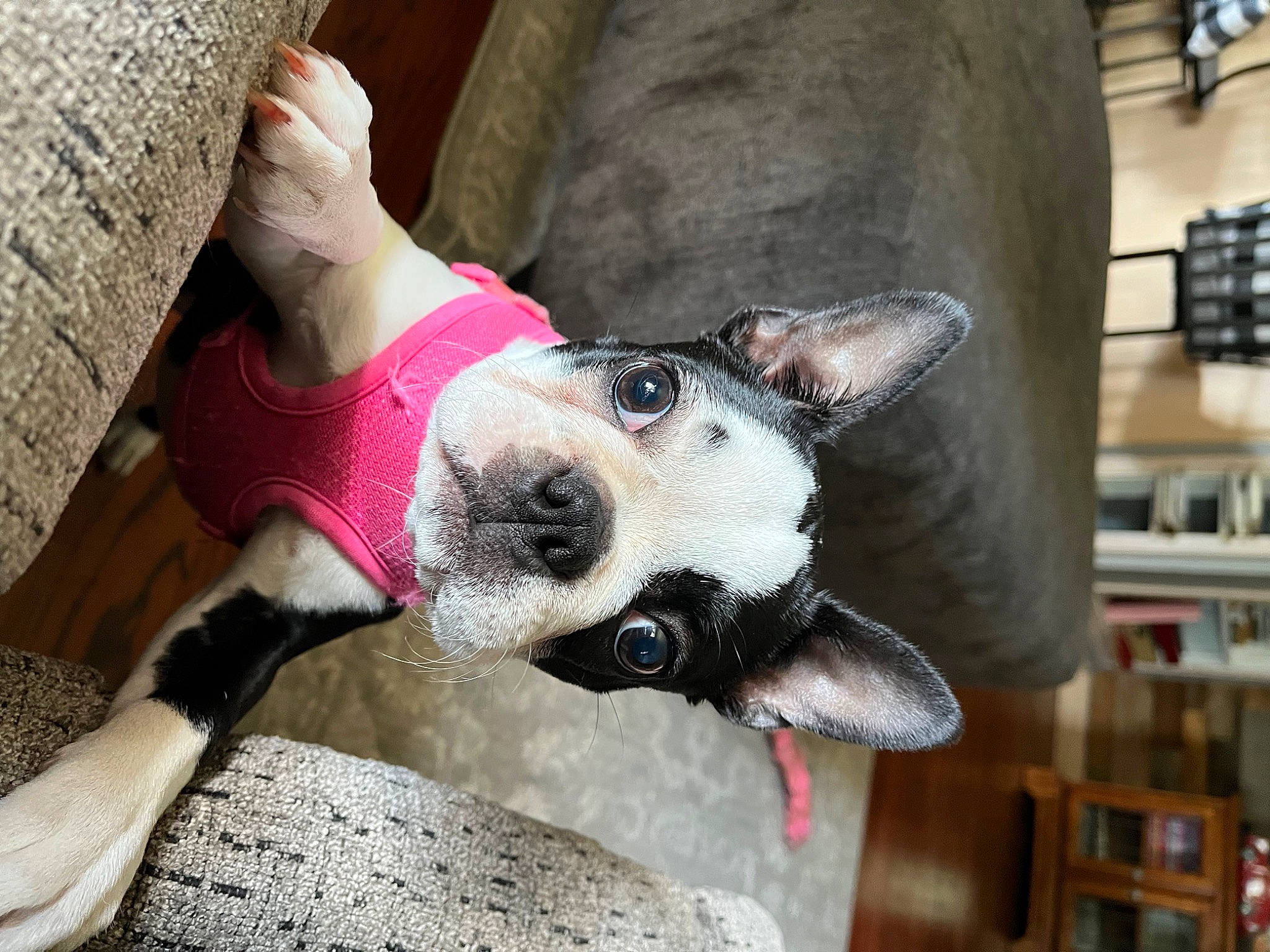 Estes is registered to the contest to win money with this photo: canidae, carmine, carnivore, collar, companion_dog, dog, dog_breed, dog_collar, dog_supply, fashion_accessory, fawn, foot, fur, human_leg, leash, snout, sporting_group, whiskers, wood, working_animal