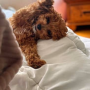 Oliver is registered to the contest to win money with this photo: dog, brown, curly_fur, pet, bed, comforter, indoor, cute, sleepy, paw, cozy, relaxed, animal, fur, stretching, household, domestic, soft, closeup, resting