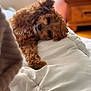 dog, brown, curly_fur, pet, bed, comforter, indoor, cute, sleepy, paw, cozy, relaxed, animal, fur, stretching, household, domestic, soft, closeup, resting