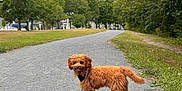 Oliver joined the competition — help win amazing prizes! dog, leash, path, gravel, park, trees, greenery, outdoor, pet, canine, walking, nature, cloudy_sky, curious, animal, fur, small_dog, daytime, scenic, leisure