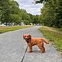 dog, leash, path, gravel, park, trees, greenery, outdoor, pet, canine, walking, nature, cloudy_sky, curious, animal, fur, small_dog, daytime, scenic, leisure