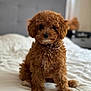 Oliver joined the competition — help win amazing prizes! dog, puppy, brown, curly_fur, pet, bed, white_bedspread, collar, indoor, cute, fluffy, small_dog, animal, portrait, sitting, furry, adorable, domestic, canine, young