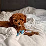 Oliver joined the competition — help win amazing prizes! puppy, dog, bed, blanket, toy, rope_toy, curly_fur, brown_dog, indoor, cozy, pet, animal, cute, soft_light, white_bedspread, resting, small_dog, fur, relaxed, domestic