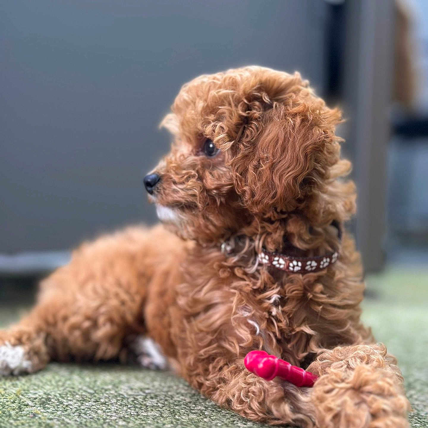 Oliver joined the competition — help win amazing prizes! animal, brown, carpet, chew_toy, closeup, collar, curly_fur, cute, dog, domestic_animal, fluffy, fur, indoor, laying_down, paw, pet, puppy, side_view, toy, young_dog