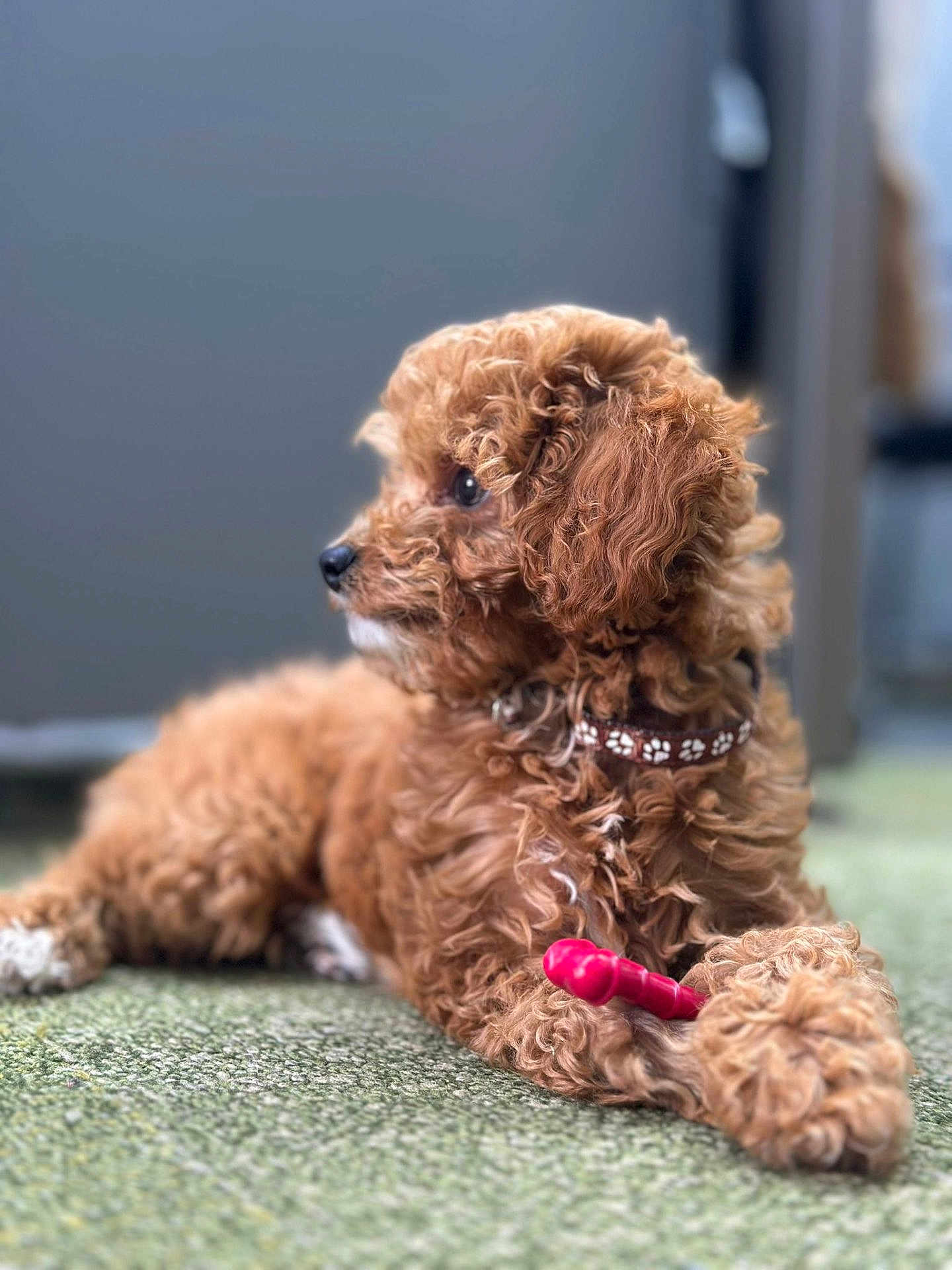 Oliver joined the competition — help win amazing prizes! puppy, dog, brown, curly_fur, toy, chew_toy, carpet, indoor, collar, pet, animal, cute, fluffy, laying_down, side_view, young_dog, domestic_animal, paw, fur, closeup