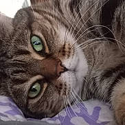 Pretty Girl joined the competition — help win amazing prizes! cat, tabby_cat, green_eyes, close_up, lying_down, pet, feline, whiskers, fur, animal, domestic_animal, cozy, blanket, resting, indoor, cute, relaxed, face, paw, sleepy