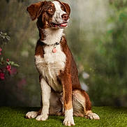 Anis participe au concours pour gagner de l'argent avec cette photo : brown_and_white, canine, collar, dog, floppy_ears, garden, grass, happy, long_tail, nature, open_mouth, outdoor, pet, portrait, professional_photography, sitting, smiling, soft_focus, tag, white_chest
