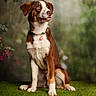 brown_and_white, canine, collar, dog, floppy_ears, garden, grass, happy, long_tail, nature, open_mouth, outdoor, pet, portrait, professional_photography, sitting, smiling, soft_focus, tag, white_chest