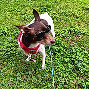 Lucy Lu is registered to the contest to win money with this photo: adorable, animal, brown_and_white, canine, cute, dog, grass, greenery, leash, nature, outdoor, pet, playful, red_harness, small_dog, standing, summer, sunglasses, sunny, walking