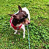 adorable, animal, brown_and_white, canine, cute, dog, grass, greenery, leash, nature, outdoor, pet, playful, red_harness, small_dog, standing, summer, sunglasses, sunny, walking