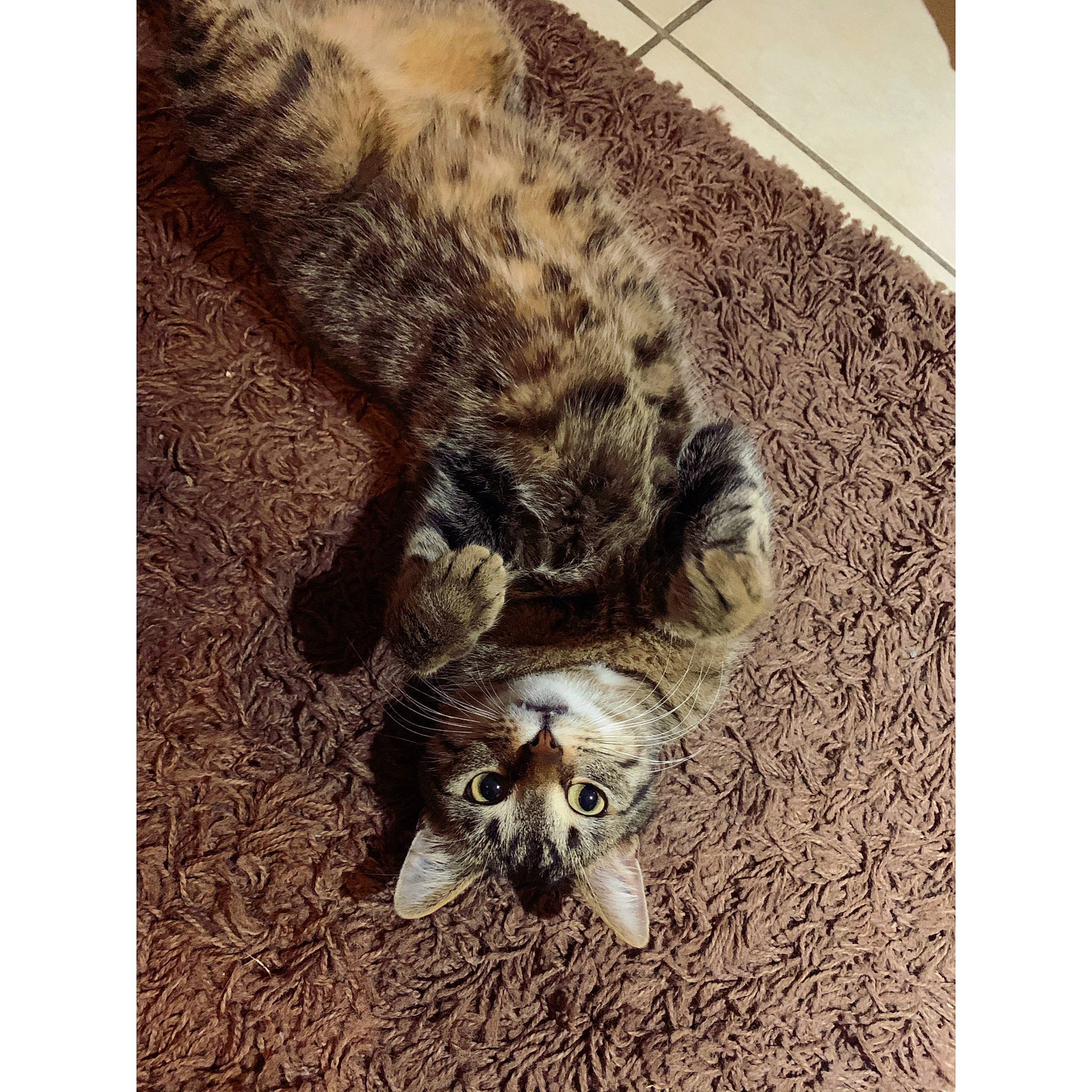 Nephtys participe au concours pour gagner de l'argent avec cette photo : australian_cattle_dog, australian_shepherd, canidae, carnivore, cat, companion_dog, dog, dog_breed, english_setter, felidae, fur, great_dane, mammal, puppy, sporting_group, tail