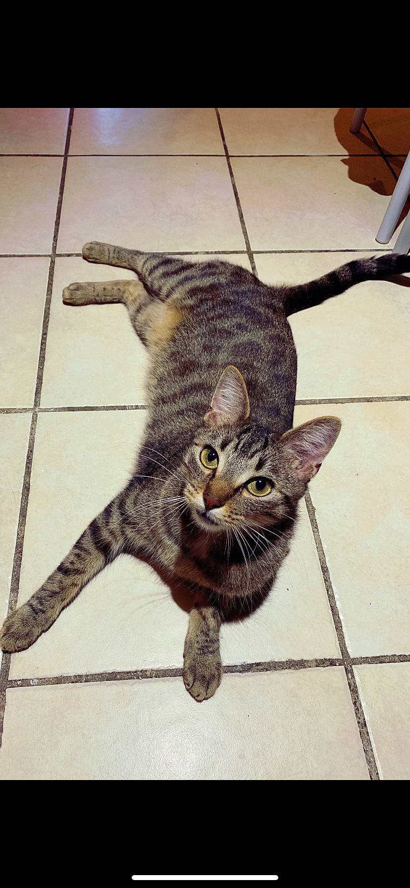 Nephtys a rejoint le concours — aidez-le/la à gagner de superbes lots ! asian, california_spangled, carnivore, cat, domestic_short_haired_cat, dragon_li, egyptian_mau, european_shorthair, felidae, kitten, mammal, ocicat, organism, small_to_medium_sized_cats, snout, tabby_cat, tail, vertebrate, whiskers, wild_cat