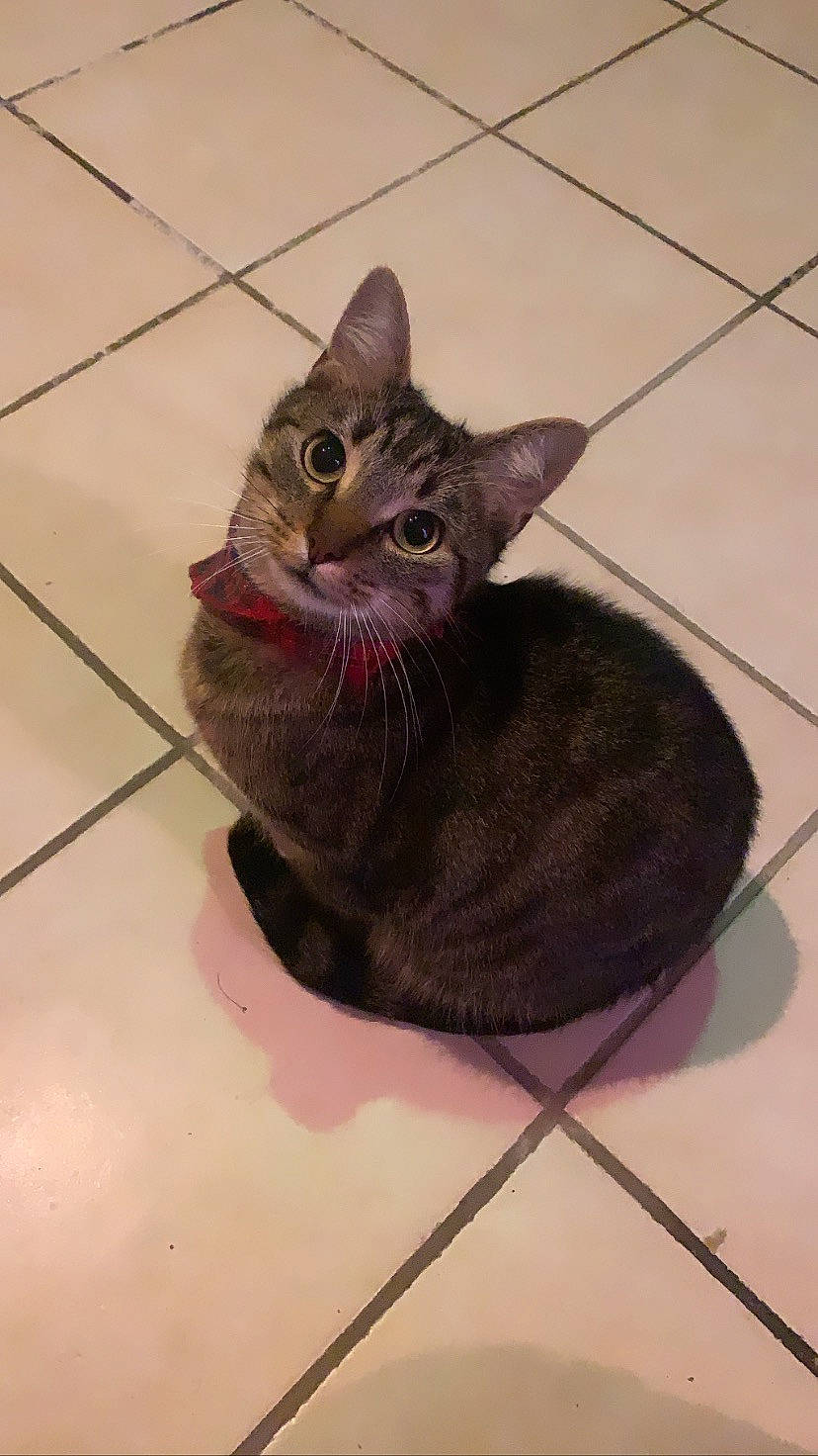 Nephtys a rejoint le concours — aidez-le/la à gagner de superbes lots ! american_shorthair, arabian_mau, asian, carnivore, cat, domestic_short_haired_cat, dragon_li, european_shorthair, felidae, german_rex, kitten, korat, mammal, ocicat, small_to_medium_sized_cats, snout, tabby_cat, tile, vertebrate, whiskers