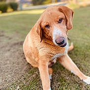 Sam is registered to the contest to win money with this photo: dog, golden_brown, grass, outdoor, pet, canine, sitting, head_tilt, curious, animal, fur, nature, friendly, companion, mammal, domestic, cute, portrait, sunlight, soft_focus