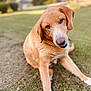 dog, golden_brown, grass, outdoor, pet, canine, sitting, head_tilt, curious, animal, fur, nature, friendly, companion, mammal, domestic, cute, portrait, sunlight, soft_focus