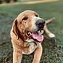 Sam joined the competition — help win amazing prizes! dog, tongue_out, grass, outdoor, pet, canine, happy, lying_down, brown_fur, closeup, animal, nature, friendly, cute, relaxed, summer, sunlight, mammal, playful, portrait