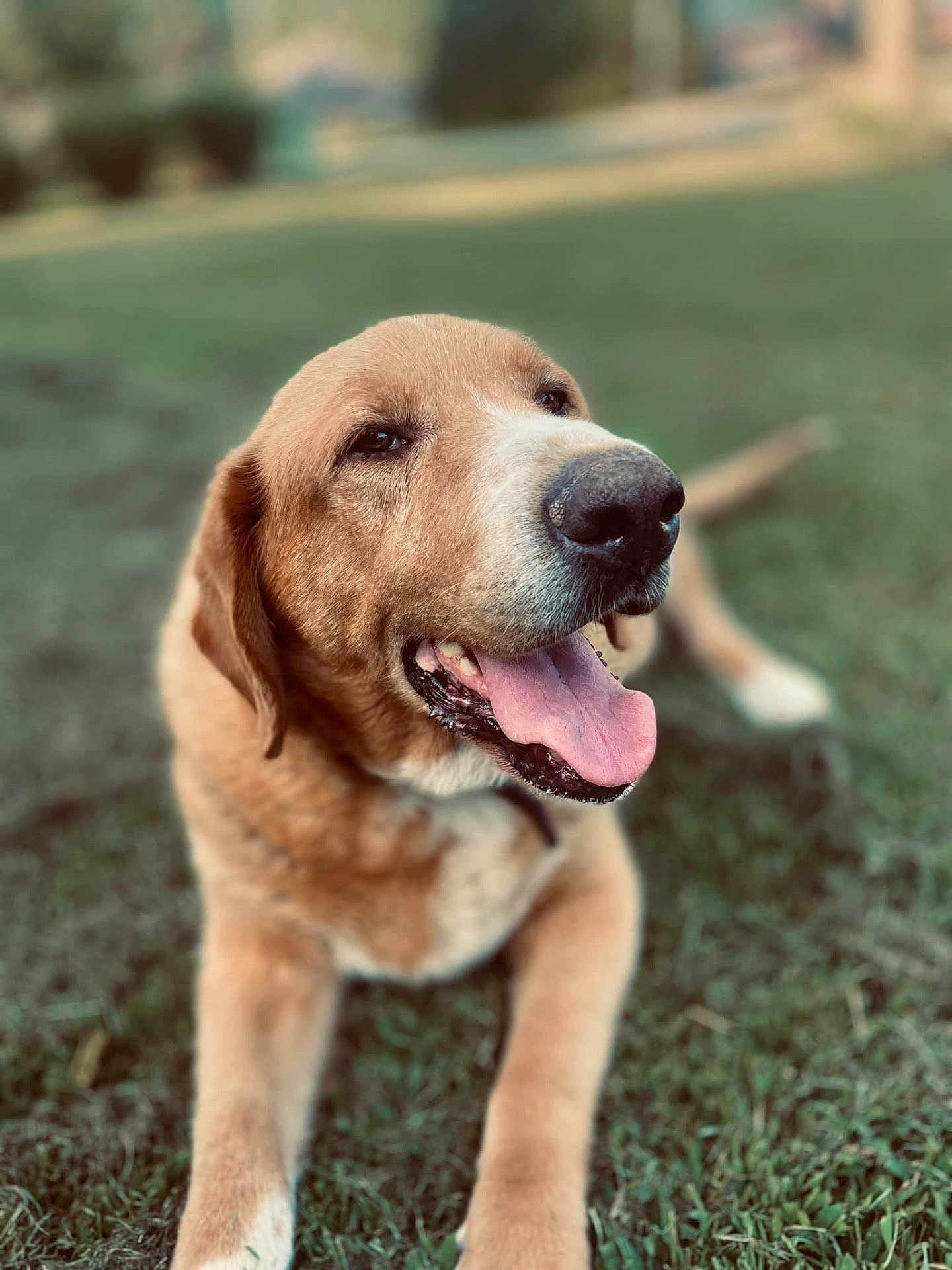 Sam joined the competition — help win amazing prizes! dog, tongue_out, grass, outdoor, pet, canine, happy, lying_down, brown_fur, closeup, animal, nature, friendly, cute, relaxed, summer, sunlight, mammal, playful, portrait