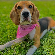 Vicky participe au concours pour gagner de l'argent avec cette photo : dog, beagle, bandana, pink, grass, outdoor, pet, animal, lying_down, closeup, nature, greenery, cute, portrait, canine, muzzle, ears, eyes, snout, fur