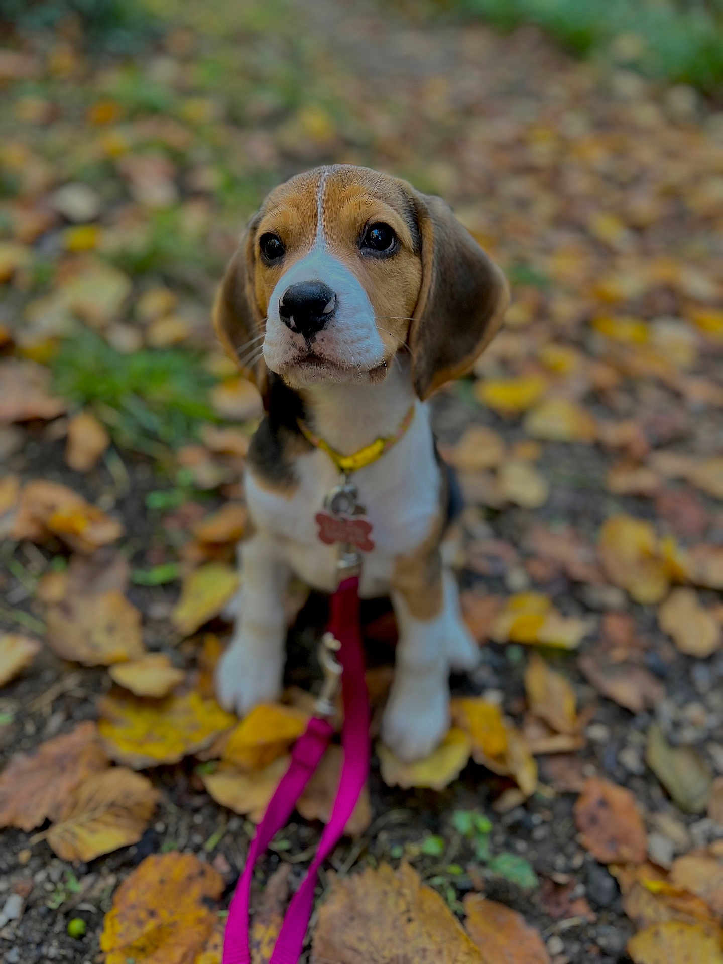 Vicky a rejoint le concours — aidez-le/la à gagner de superbes lots ! beagle, puppy, dog, leash, collar, autumn, leaves, outdoor, nature, cute, pet, young, animal, brown, white, black, sitting, ground, fall, season
