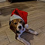 Vicky participe au concours pour gagner de l'argent avec cette photo : beagle, puppy, dog, santa_hat, holiday, festive, floor, wooden_floor, pet, animal, indoor, cute, lying_down, brown, white, black, adorable, canine, christmas, hat
