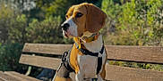 Vicky a rejoint le concours — aidez-le/la à gagner de superbes lots ! dog, beagle, bench, outdoor, sunlight, leash, collar, pet, animal, nature, greenery, blue_sky, clouds, wood, fur, ears, sitting, daytime, park, portrait