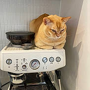 Roy is registered to the contest to win money with this photo: cat, orange_cat, espresso_machine, kitchen, appliance, pet, animal, indoor, white, metal, button, dial, countertop, feline, coffee, grumpy, loaf_position, small_space, modern, home