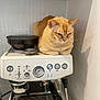 cat, orange_cat, espresso_machine, kitchen, appliance, pet, animal, indoor, white, metal, button, dial, countertop, feline, coffee, grumpy, loaf_position, small_space, modern, home