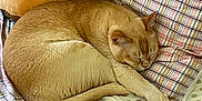Roy is registered to the contest to win money with this photo: cat, sleeping, plaid_bedspread, ginger_cat, pet, indoor, cozy, pillow, burger_pillow, feline, resting, cute, domestic_cat, fur, bed, relaxation, animal, sleep, comfort, home