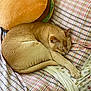 cat, sleeping, plaid_bedspread, ginger_cat, pet, indoor, cozy, pillow, burger_pillow, feline, resting, cute, domestic_cat, fur, bed, relaxation, animal, sleep, comfort, home