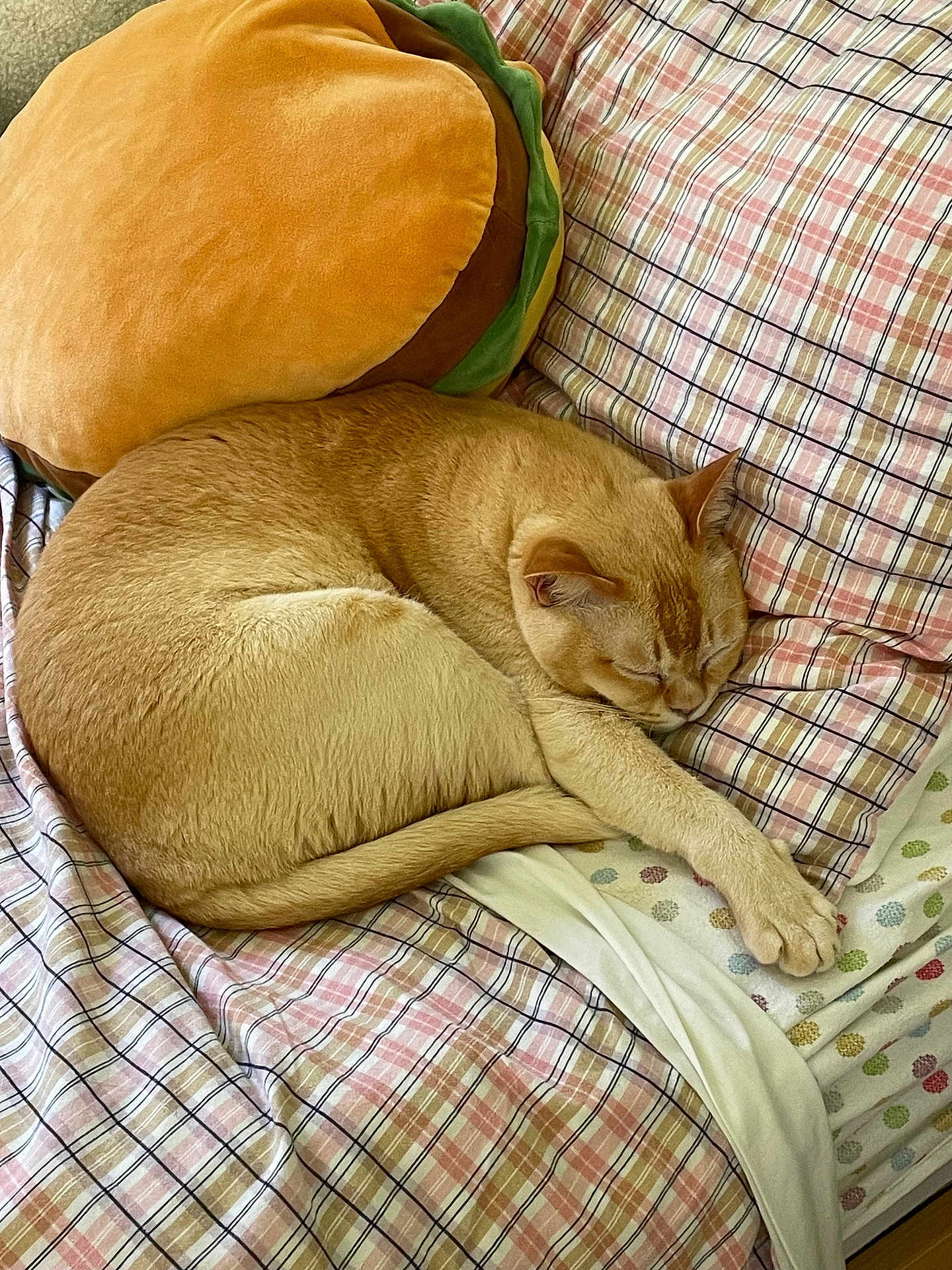 Roy is registered to the contest to win money with this photo: cat, sleeping, plaid_bedspread, ginger_cat, pet, indoor, cozy, pillow, burger_pillow, feline, resting, cute, domestic_cat, fur, bed, relaxation, animal, sleep, comfort, home