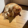 Roy is registered to the contest to win money with this photo: cat, ginger_cat, sunlight, shadow, wooden_floor, relaxed, indoor, pet, animal, fur, whiskers, ears, paws, quiet, sleepy, cozy, domestic, resting, natural_light, floor