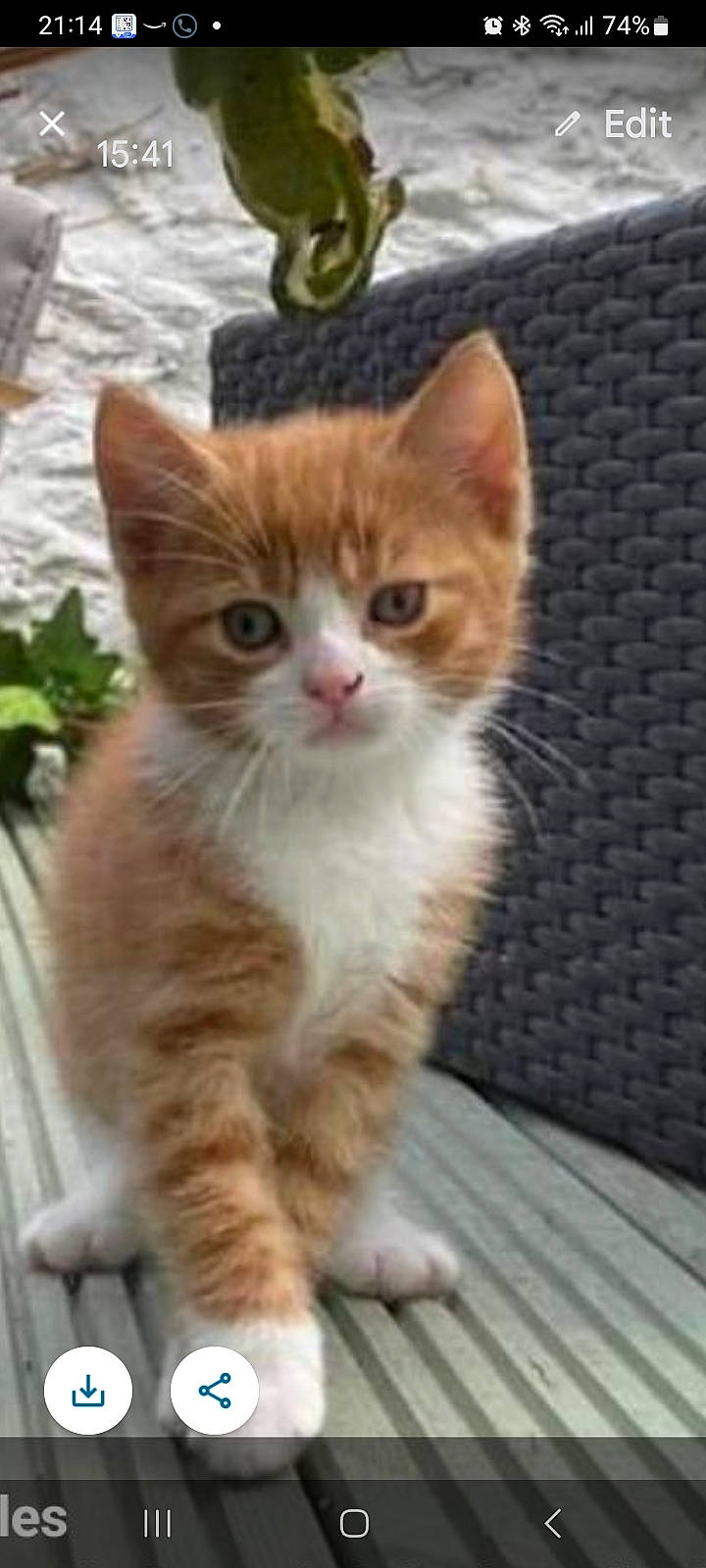 Jaffa is registered to the contest to win money with this photo: carnivore, cat, claw, domestic_short_haired_cat, fawn, felidae, fur, paw, photo_caption, plant, small_to_medium_sized_cats, snout, tail, terrestrial_animal, whiskers, wildlife, window, wood