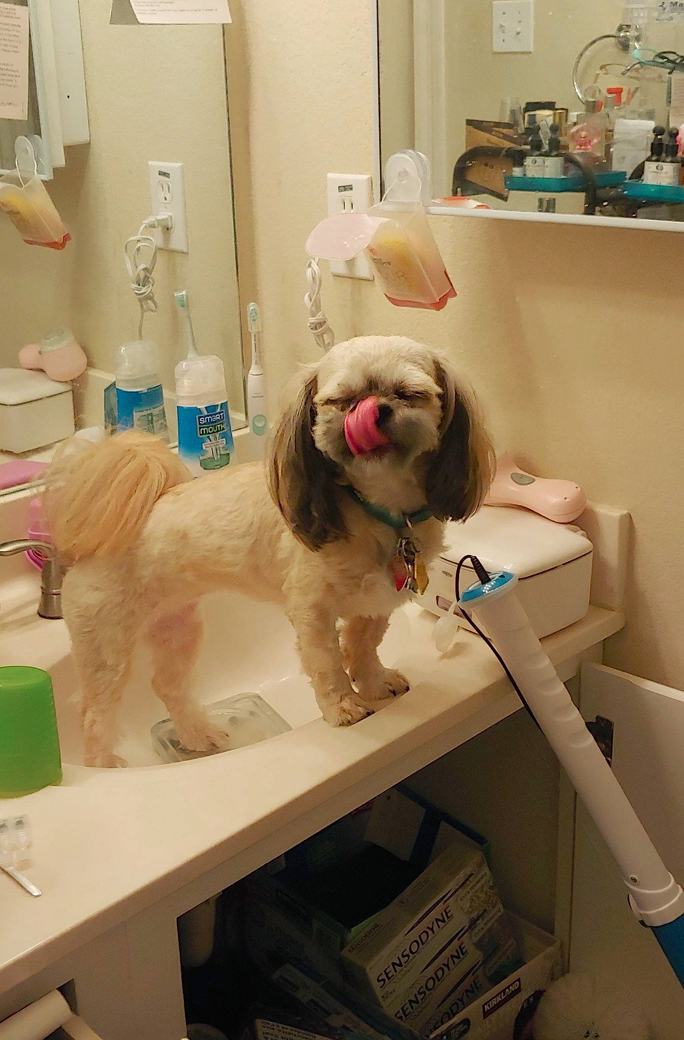 Buttons joined the competition — help win amazing prizes! bathing, bathroom, canidae, carnivore, companion_dog, dog, dog_breed, dog_supply, eyewear, fawn, flooring, fur, household_supply, interior_design, liver, plumbing_fixture, room, sporting_group, tap, toy_dog