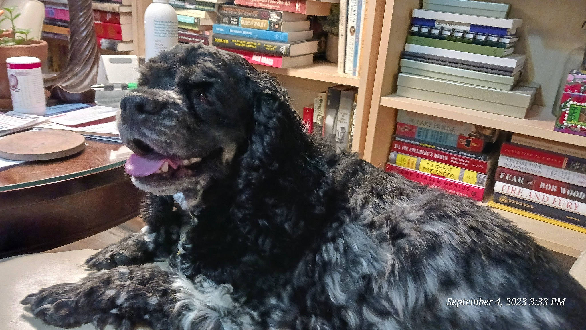 Abby joined the competition — help win amazing prizes! book, bookcase, canidae, carnivore, companion_dog, dog, dog_breed, fur, giant_dog_breed, guard_dog, publication, shelf, shelving, snout, sporting_group, terrestrial_animal, water_dog, wool, working_animal, working_dog