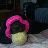 dog, black_dog, tennis_ball, toy, pink_toy, indoor, blanket, pet, animal, snout, playful, cozy, resting, living_room, furniture, relaxed, cute, domestic_animal, canine, closeup