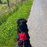 Blacky a rejoint le concours — aidez-le/la à gagner de superbes lots ! dog, black_dog, harness, leash, road, grass, field, fence, rural, countryside, sunny, blue_sky, shadow, outdoor, nature, pet, animal, walking, calm, summer