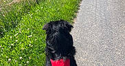 Blacky a rejoint le concours — aidez-le/la à gagner de superbes lots ! animal, black_dog, blue_sky, calm, countryside, dog, fence, field, grass, harness, leash, nature, outdoor, pet, road, rural, shadow, summer, sunny, walking