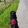Blacky a rejoint le concours — aidez-le/la à gagner de superbes lots ! dog, black_dog, harness, leash, road, grass, field, fence, rural, countryside, sunny, blue_sky, shadow, outdoor, nature, pet, animal, walking, calm, summer
