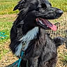 dog, black_dog, white_fur, sitting, outdoor, field, grass, sunny, leash, tongue_out, happy, pet, canine, nature, sky, clouds, daytime, animal, closeup, fur