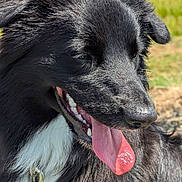 Blacky participe au concours pour gagner de l'argent avec cette photo : dog, black_dog, panting, tongue_out, outdoor, field, grass, sunny, happy, pet, canine, fur, collar, leash, nature, animal, mammal, daylight, close_up, portrait