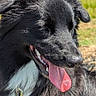 dog, black_dog, panting, tongue_out, outdoor, field, grass, sunny, happy, pet, canine, fur, collar, leash, nature, animal, mammal, daylight, close_up, portrait