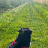 Blacky a rejoint le concours — aidez-le/la à gagner de superbes lots ! dog, black_dog, grass, greenery, field, path, harness, leash, outdoor, nature, sunny, blue_sky, canine, pet, animal, summer, rural, walking, sitting, daytime