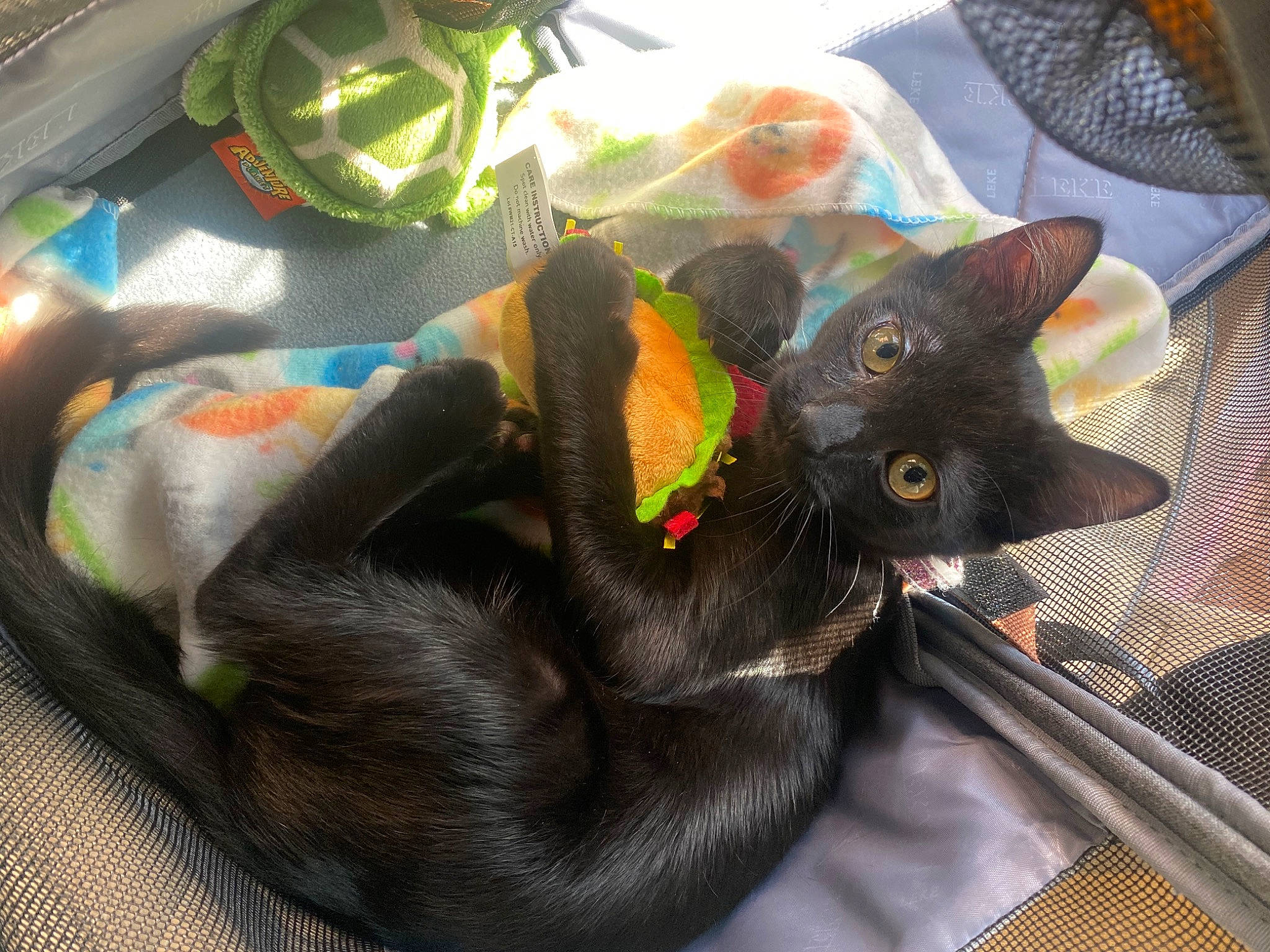 Kenai joined the competition — help win amazing prizes! black_cat, bombay, carnivore, cat, comfort, dog_breed, domestic_short_haired_cat, felidae, fur, grey, havana_brown, small_to_medium_sized_cats, tail, whiskers