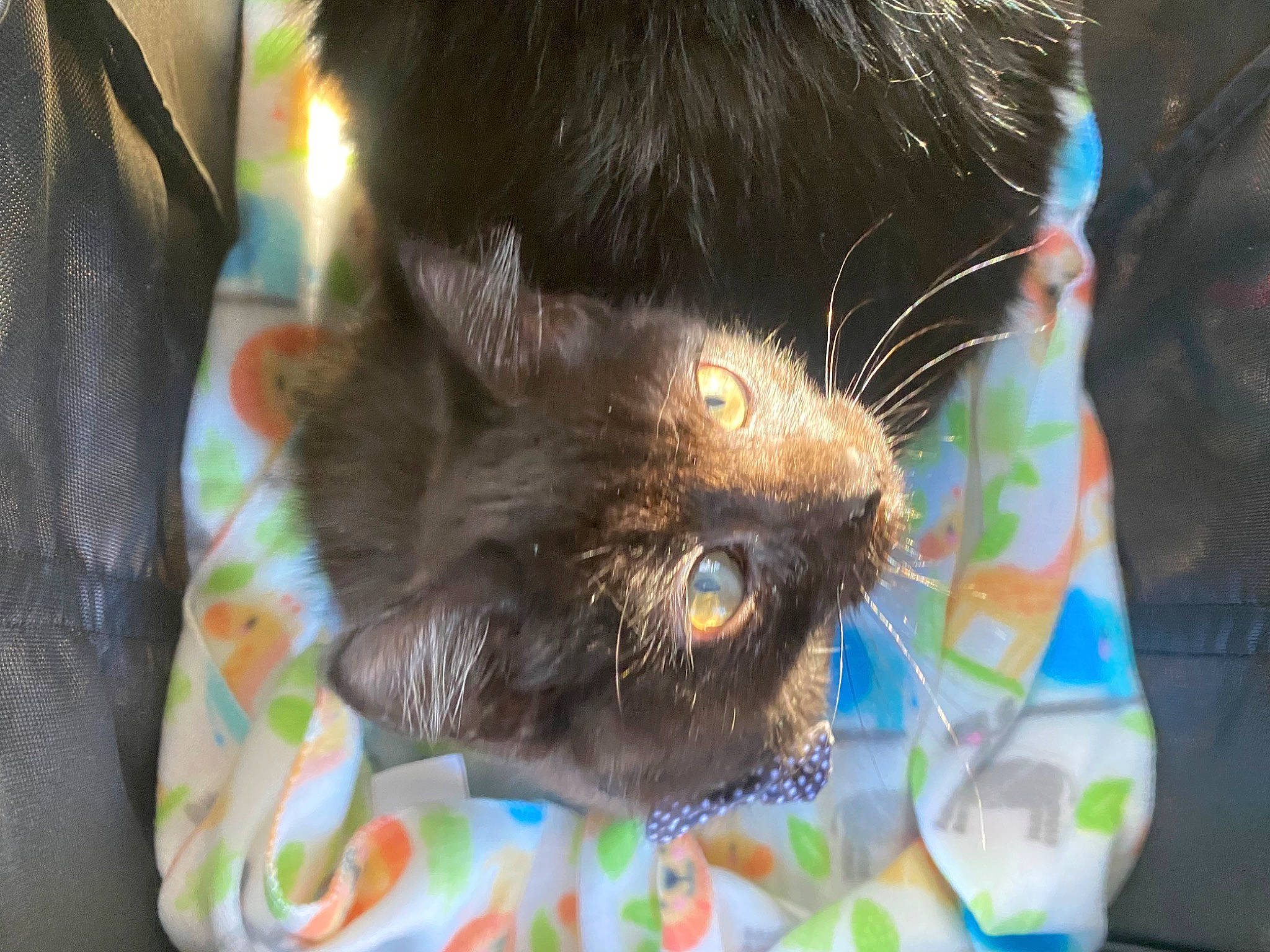 Kenai is registered to the contest to win money with this photo: black_cat, canidae, carnivore, cat, claw, dog_breed, domestic_short_haired_cat, ear, electric_blue, fawn, felidae, fur, grass, liver, small_to_medium_sized_cats, sporting_group, tail, terrestrial_animal, tree, whiskers