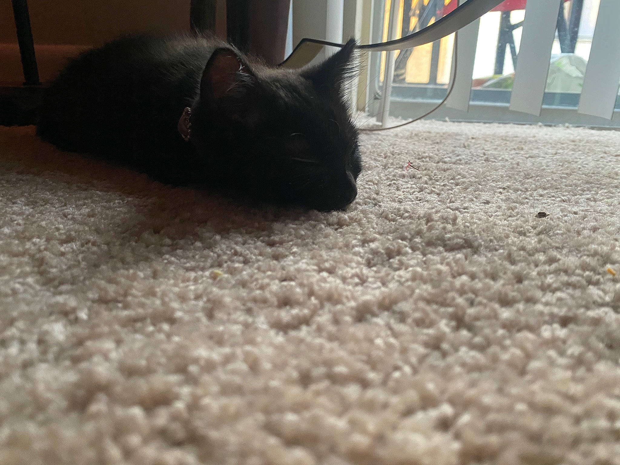 Kenai is registered to the contest to win money with this photo: black, black_cat, carnivore, carpet, cat, comfort, felidae, floor, flooring, foot, fur, grass, human_leg, mammal, small_to_medium_sized_cats, tail, terrestrial_animal, vertebrate, whiskers, wood