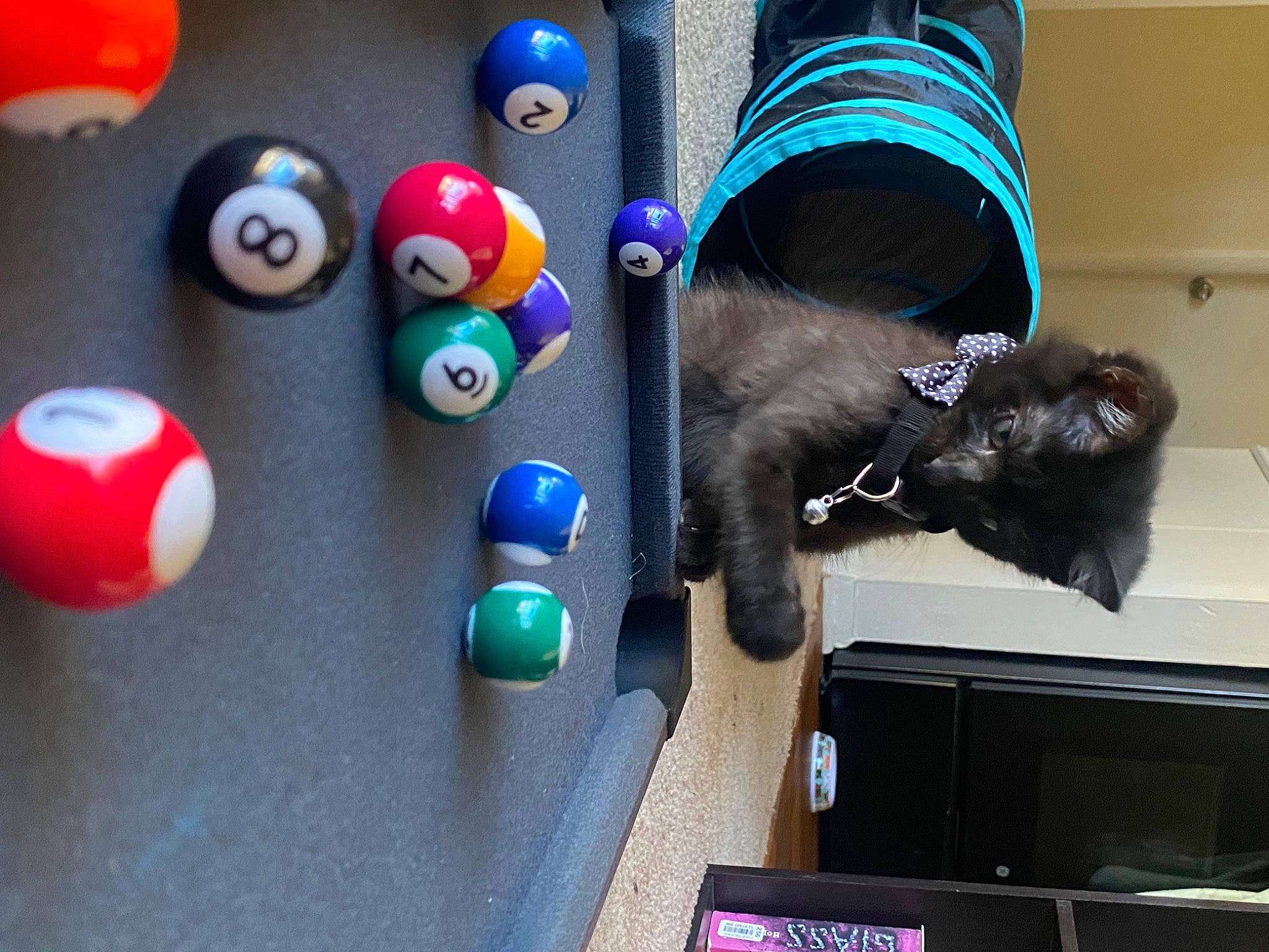 Kenai joined the competition — help win amazing prizes! ball, billiards, black_cat, carnivore, cat, comfort, dice, dice_game, domestic_short_haired_cat, electric_blue, felidae, fun, fur, indoor_games_and_sports, recreation, small_to_medium_sized_cats, tail, textile, toy, whiskers