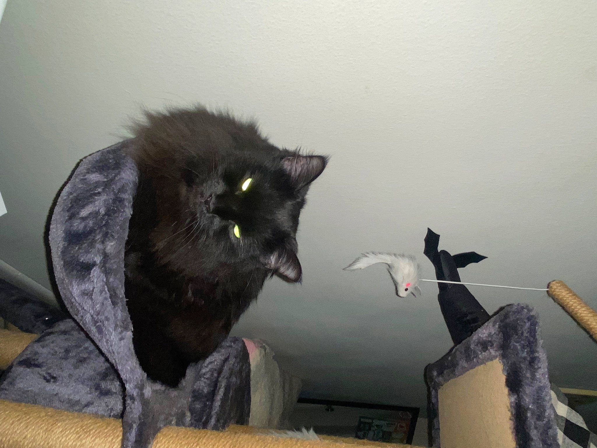 Luna joined the competition — help win amazing prizes! black_cat, bombay, carnivore, cat, domestic_short_haired_cat, felidae, fur, grey, mammal, monochrome_photography, plant, room, small_to_medium_sized_cats, still_life_photography, table, tail, tree, vertebrate, whiskers, wood