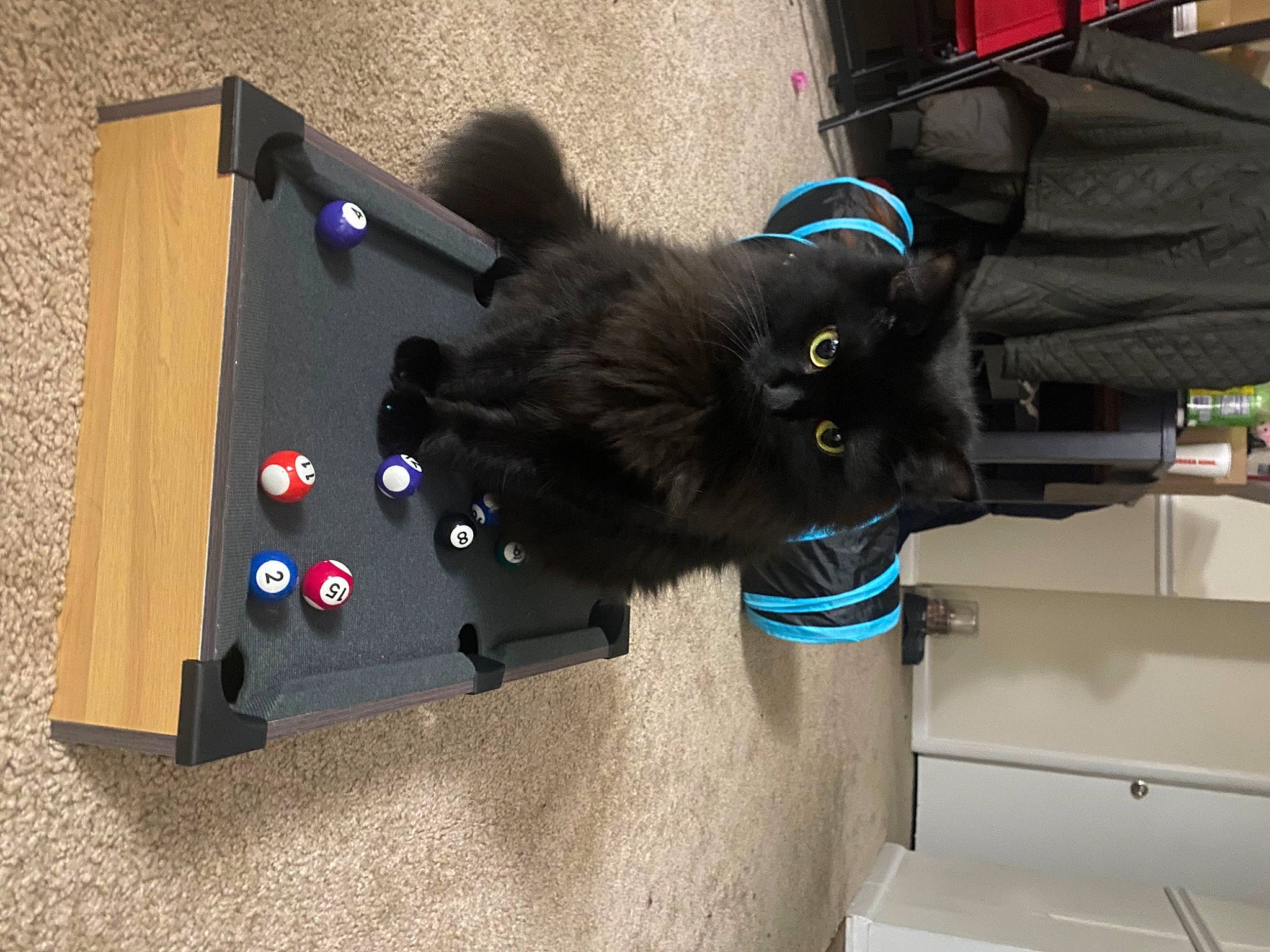 Luna is registered to the contest to win money with this photo: black_cat, bombay, carnivore, cat, cat_toy, domestic_short_haired_cat, electric_blue, felidae, fur, small_to_medium_sized_cats, tail, whiskers